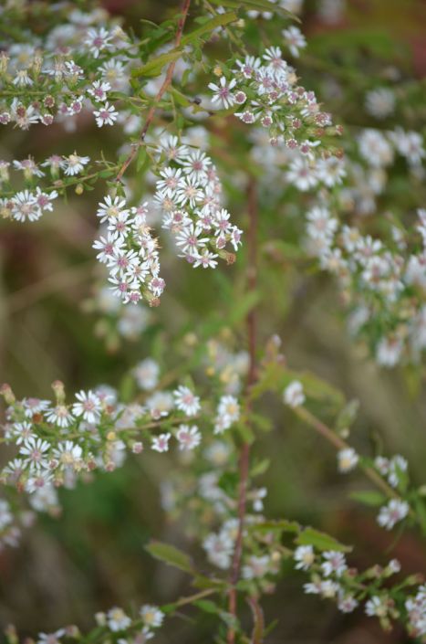 Aster - Calico (Symphyotrichumn lateriflorum)